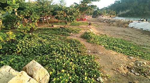 lokasi hijau dan sejuk— DLH Kota Padang membuat inovasi dengan membangun kawasan tempat pembuangan sampah sementara yang hijau dan sejuk di kawasan Pantai Padang.