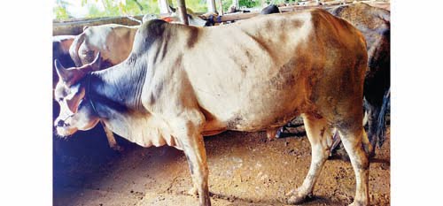 PESANAN SAPI— Satu bulan mendekati lebaran Idul Adha, peternak sapi sudah mulai kebanjiran orderan sapi kurban.