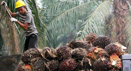 Ilustrasi panen sawit.