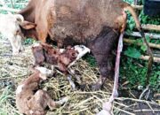 41 Induk Sapi Lahirkan Anak Kembar di Kabupaten Agam, Melalui Program Inseminasi Buatan (IB)
