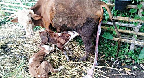 KEMBAR— Melalui program inseminasi butan (IB) sebanyak 41 ekor Induk Sapi melahirkan anak kembar sehingga menguntungkan petani.