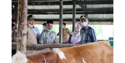 Bupati Limapuluh Kota Bercita-cita, Populasi Sapi jadi 100.000 Ekor 1 LIHAT SAPI—Bupati Lima Puluh Kota Safaruddin Dt.Bandaro Rajo melihat sapi usai dapat hibah dari Kementan.