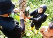 Pantau Makhluk Misterius,Tiga Camera Trap Dipasang BKSDA di Kabutan Agam