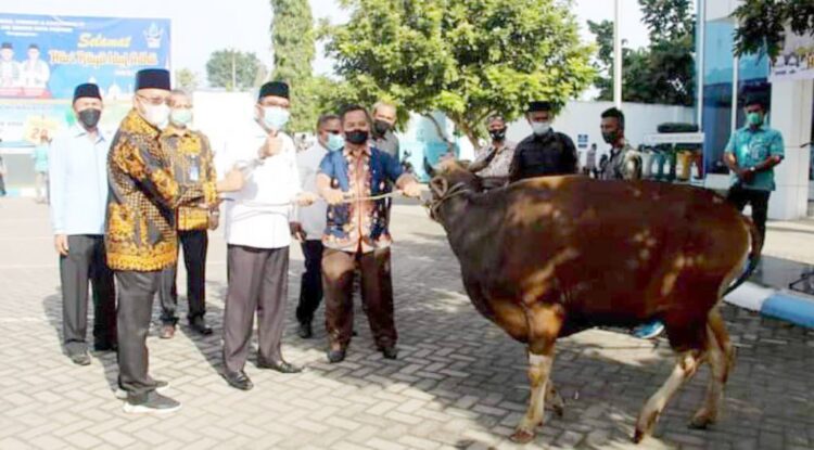 Wali Kota Padang Bersyukur, Hewan Kurban Karyawan Perumda Air Minum Selalu Meningkat 1 Wali Kota Padang bersama Dirut Perumda Air Minum Padang menyerahkan sapi kurban karyawan Perumda
kepada pengurus masjid dan mushalla di Kota Padang.