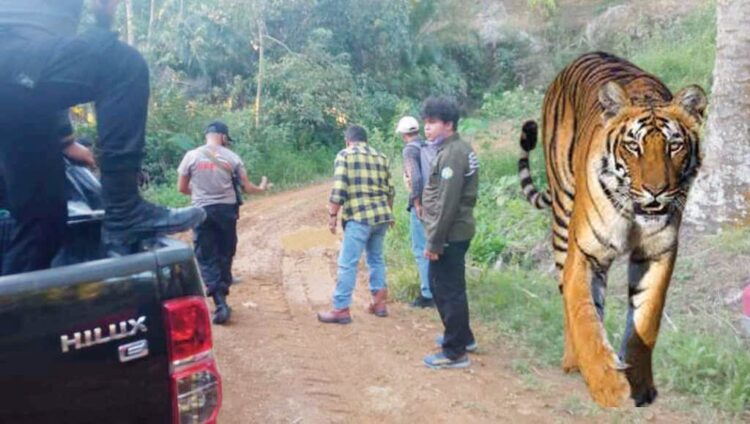 Seekor satwa langka dan dilindungi jenis harimau sumatera (panthera tigris sumatrae) muncul di area perkebunan kelapa sawit milik PT. Pasaman Marama Sejahtera (PMS) di Sungai Aur kabupaten Pasaman Barat, Rabu (14/7).