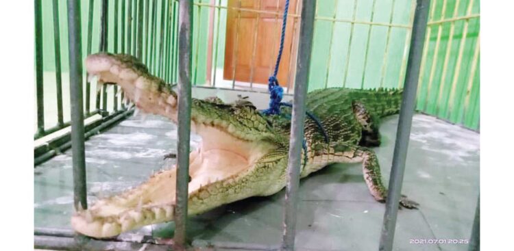 BUAYA— Tim BKSD Kabupaten Agam menerima anak buaya muara yang ditangkap oleh salah seorang warga Lubuk Basung, Kamis (1/7).