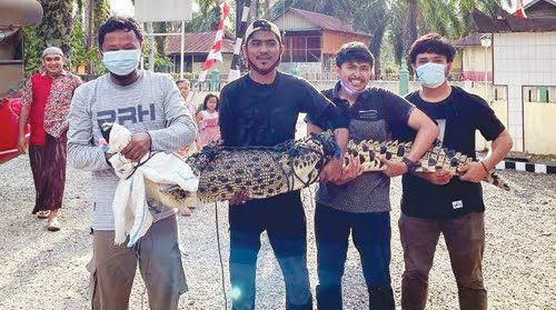 Ditangkap Warga, BKSDA Evakuasi Buaya Batang Sikabau 1 SELAMATKAN BUAYA— Tim Balai KSDA Sumatera Barat menyelamatkan satwa buaya muara (Crocodylus porosus) hasil tangkapan warga sekitar sungai Batang Sikabau Kab Pasaman Barat, Senin (26/07/2021).