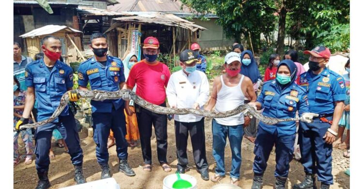 EVAKUASI— Damkar Kota Padang mengevakuasi ular piton yang ditemukan oleh warga di rumpun bambu Kelurahan Piai Tangah, Kecamatan Pauh, Kota Padang, Jumat (16/7).