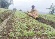 Agrowisata Sariak Ateh segera Dilaunching, Puluhan Petani Goro Melakukan Persiapan