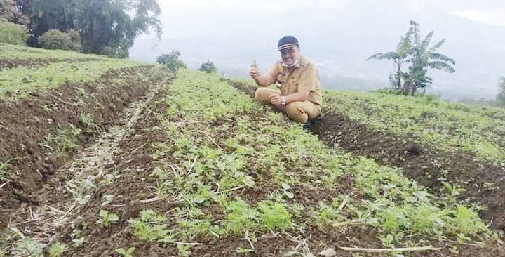 PELUNCURAN— Agrowisata Sariak Ateh segera dilaunching pekan depan di Nagari Sariak, Kecamatan Sungai Pua, Kabupaten Agam.