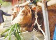 Pemotongan Hewan Kurban Diprediksi Meningkat di Agam