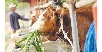 Pemotongan Hewan Kurban Diprediksi Meningkat di Agam 1 HEWAN KURBAN— Di masa pademi tahun 2021 ini pemotongan hewan kurban diperkirakan bakal meningkat jika dibandingkan tahun lalu.