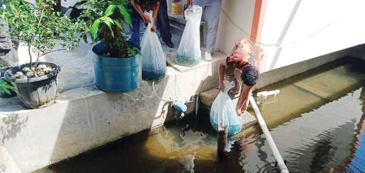 TEBAR BIBIT IKAN— Pemnag Lubuk Basung, menebar bibit ikan larangan masyarakat nagari sebanyak 15.000 bibit.