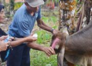 Hadirkan Nuansa Tersendiri, Hewan Kurban Sebelum Disembelih Didandani, di Sila­yang, Jorong IV Parik Parik Panjang, Nagari Lubukbasung