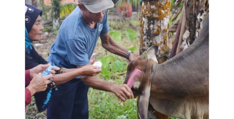 DIDANDANI—Hewan kurban sebelum disembelih terlebih dahuu didandani di Silayang, Jorong IV Parik Parik Panjang, Nagari Lubukbasung.