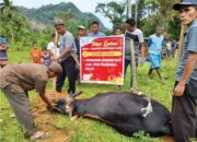 IASMA Satu Landbouw Bukittinggi Sebar 35 Sapi Kurban