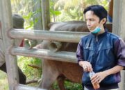 Puskeswan Intens Beri Bimbingan pada Peternak di Kota Sa­wah­lunto