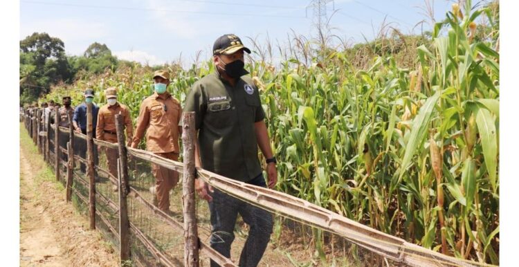 PANEN JAGUNG—Wakil Gubernur (Wagub) Sumbar, Audy Joinaldy saat meninjau panen jagung di Sijunjung, Jumat (16/7).