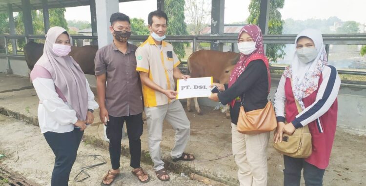SERAHKAN SAPI KURBAN— KTU PT DSL, Wahyu Sinaga menyerahkan bantuan sapi kurban kepada Dinas Sosial Pemkab Dharmasraya dan masyarakat sekitar pabrik.