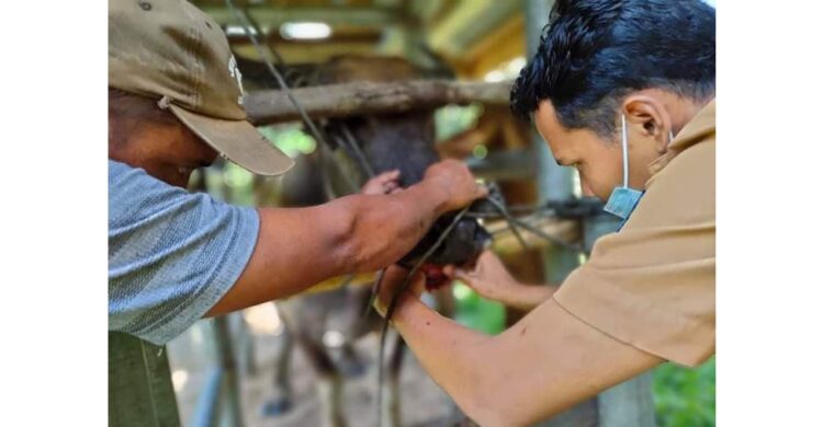 PERIKSA PENYAKIT—Kepala UPTD Pukeswan drh Feri melakukan pemeriksaan terhadap hewan ternak sapi terkait gingivitis yang diderita sapi di kandang sapi warga.