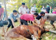 Polres Sawahlunto Potong 6 Ekor Sapi Kurban