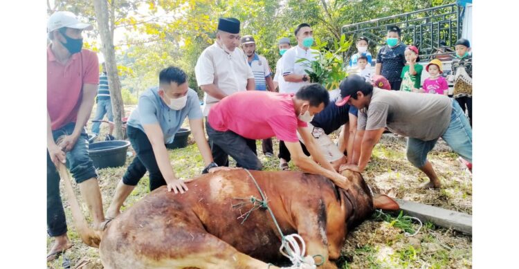 Polres Sawahlunto Potong 6 Ekor Sapi Kurban 1 PENYEMBELIHAN SAPI KURBAN— Pemotongan hewan kurban dilakukan di halaman Polres Sawahlunto dengan tetap mematuhi prokes.