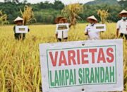 Keltan Family Saiyo Nagari Tanjung Bonai Aur Selatan Panen Raya, Petani Demonstrasi Alsintan