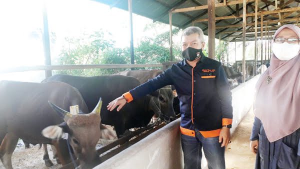 CEK KESEHATAN SAPI KURBAN— 
Kepala Dinas Pertanian Padang, 
Syahrial Kamat saat melakukan pemeriksaan kesehatan sapi-sapi 
untuk kurban di peternakan sapi 
di Sawah Liek, Simpang Tinju, 
Sabtu (17/7).