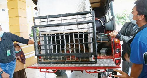 MELEPASKAN— BKSDA Sumbar dan Pemkab Pasbar melepasliarkan Harimau Sumatra ke hutan lindung Pasaman Raya Gungung Sipogu.