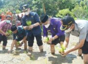 Terus Berkarya di Tengah Pandemi, Pokdarwis Helat Festival Budaya Tanam Padi di Jorong Pagadih Hilia Nagari Pagadih Kecamatan Palupuh