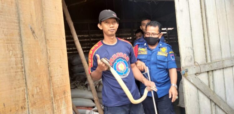 Ular Kobra Berhasil Dievakuasi dari Gudang Kandang Ayam 1 EVAKUASI—Tim Rescue Damkar Payakumbuh berhasil evakuasi ular kobra dari kandang ayam warga Kelurahan Padang Tangah Balai Nan Duo, Pemadam Kebakaran Kota Payakumbuh.
