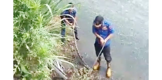 Ditemukan di Taman Ratapan Ibu, Ular Piton Dievakuasi 1 EVAKUASI—Petugas Damkar melakukan evakuasi ular di area Jembatan Ratapan Ibu.