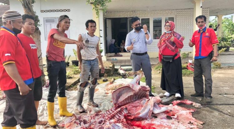 PENYEMBELIHAN—Wakil Wali Kota Payakumbuh, Erwin Yunaz menyaksikan penyembelihan hewan kurban IJP di Payakumbuh.