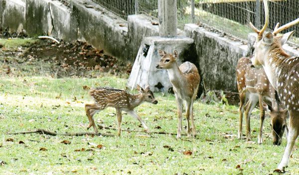 Tambah Anggota Baru, Rusa Totol Semen Padang Melahirkan 1 BAYI RUSA DEKATI INDUKNYA— Bayi rusa yang lahir pada Rabu (28/7) pagi, mendekati induknya di kawasan Taman Kehati PT Semen Padang.