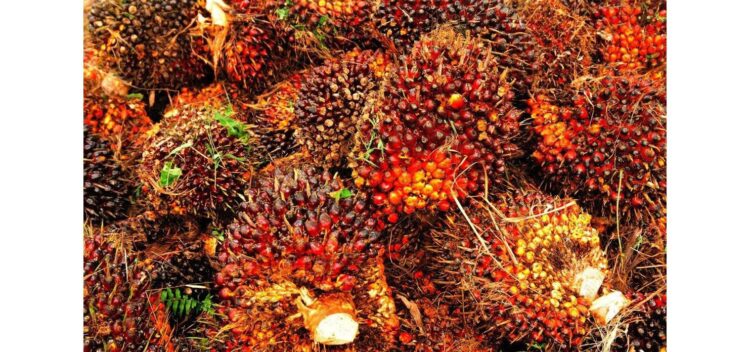 Ilustrasi buah sawit.