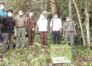 BKSDA Resor Agam Lepasliarkan 2 Ekor Kukang, Satwa Dilindungi, Pelaku Dipidana 1,6 Tahun