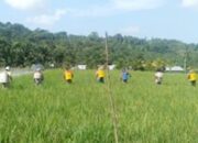 227 Ha Sawah Terancam Gagal Panen di Ka­bupaten Agam