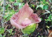 Lagi, Bunga Bangkai Ditemukan Mekar di kebun durian milik warga di Puduang, Kabupaten A­gam