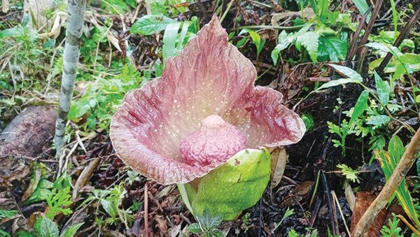 TENGAH MEKAR— Bunga bangkai jenis Amorphophallus paeniifolius kembali ditemukan tengah mekar di kebun durian warga di Nagari Koto Kaciak, Kabupaten Agam, Sabtu (7/8).