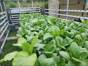 Berdayakan Kelompok Wanita Tani, PLN Peduli Tingkatkan Ketahanan Pangan 2 Ca1ptu22re