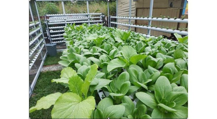 Hidroponik--PLN Peduli melaksanakan Program Pemberdayaan Ekonomi Ketahanan Pangan Hidroponik dengan memberdayakan kelompok ibu-ibu rumah tangga yang tergabung dalam kelompok wanita tani perumahan Griya Sakinah Sejahtera Kota Pekanbaru.
