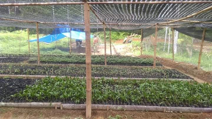 Kelompok Tani Bukik Nan Jombang, Nagari Koto Baru, Kecamatan Bayang mengembangkan pembibitan tanaman yang bernilai ekonomis.