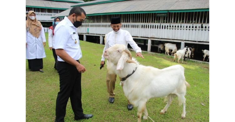 Tinjau Agro Wisata Boncah Farm, di Nagari Barulak Kabupaten Tanah Datar, Wagub: Peternakan Kambing Etawa Prospeknya Besar 1 AGRO WISATA BONCAH FARM— Wagub Sumbar, Audy Joinaldy saksikan Agro Wisata Boncah Farm di Nagari Barulak, Kabupaten Tanah Datar, Rabu (4/8).