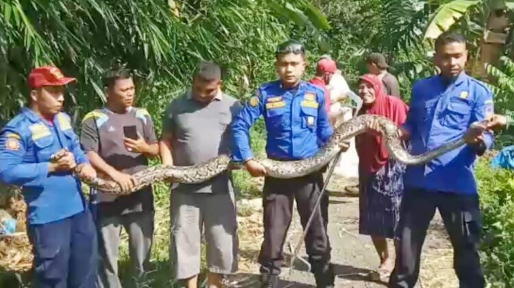 Ular Piton Sepanjang 3,5 Meter Dievakuasi Damkar Kota Payakumbuh dari Pemukiman 1 AMANKAN—Tim Pemadam Kebakaran Kota Payakumbuh berhasil mengevakuasi ular pition dari pemukiman masyarakat.