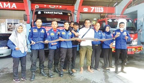 ULAR DITANGKAP— Ular king kobra diamankan di Kantor Damkar Kabupaten Tanah Datar usai ditangkap di permukiman warga.