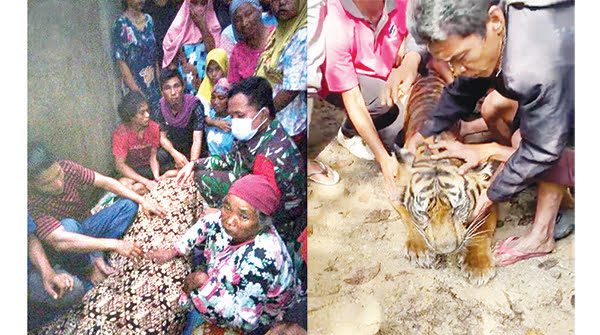 HARIMAU MATI— Harimau Sumatra yang mati di Kenagarian Sontang Cubadak, Kecamatan Padang Gelugur, Kabupaten Pasaman disemayamkan dan akan dimakamkan oleh masyarakat dengan kearifan lokal.