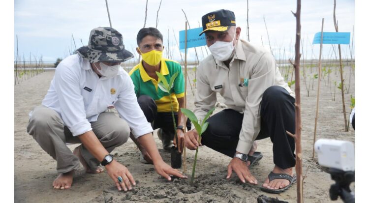TANAM MANGROVE—Gubernur Sumbar Mahyeldi menanam pohon mangrove, di kawasan Maligi, Kecamatan Sasak Ranah Pesisir, Kabupaten Pasbar.