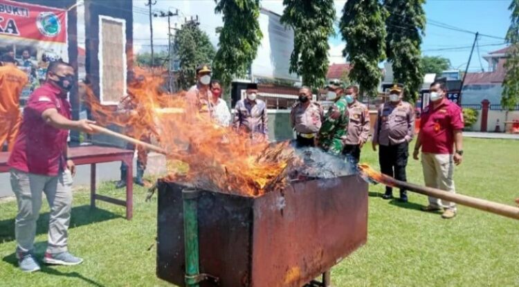 18 Paket Besar Daun Ganja Kering Dibakar di Pasaman 1 PEMUSNAHAN BARANG BUKTI— Sebanyak 18 paket besar ganja kering hasil tangkapan dimusnahkan Polres Pasaman dengan dibakar, Kamis (16/9).