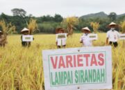 Varietas Lampai Sirandah Diapresiasi FAO, Hasil Kerja Sama Pemkab Sijunjung dengan Batan