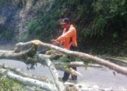 Pohon Tumbang Tutup Badan Jalan di ka­wa­san Jorong Kampung Ba­ruah, Nagari Sungai Lan­dia, Kecamatan IV Koto, Kabupaten Agam